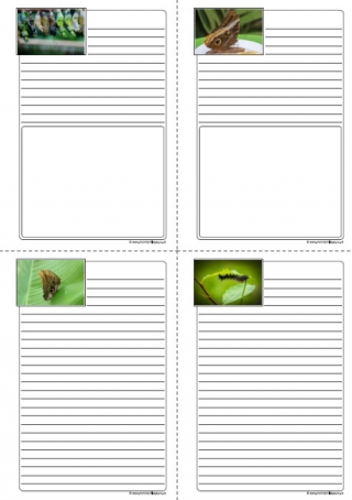 Butterfly Life Cycle Notebooking Pages