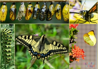Butterfly Life Cycle Photo Poster
