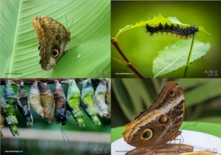 Butterfly Life Cycle Photo Posters