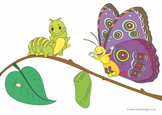 Butterfly Life Cycle Poster