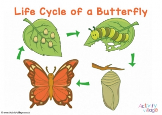 Butterfly Life Cycle Poster