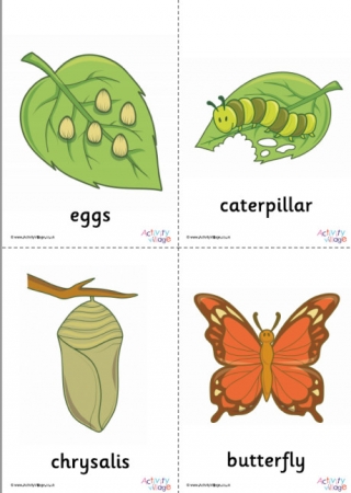 Butterfly Life Cycle Posters Set
