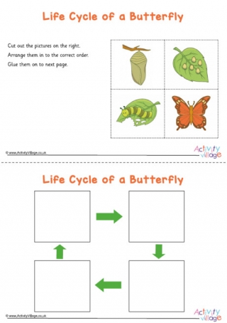Butterfly Life Cycle Sequencing Worksheet