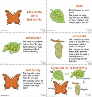 Butterfly Life Cycle Slideshow