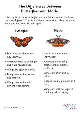 Butterfly Vs Moth Fact Sheet