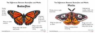 Butterfly vs Moth Posters