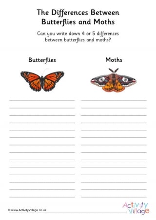 Butterfly vs Moth Worksheet