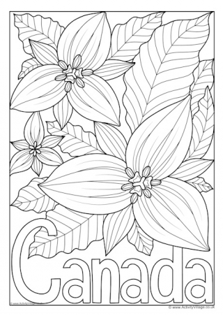 Canada National Flower Colouring Page