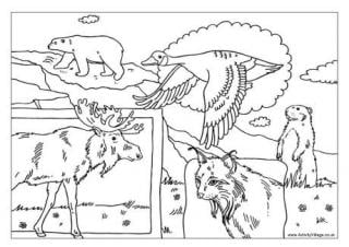 Canadian Animals Colouring Page