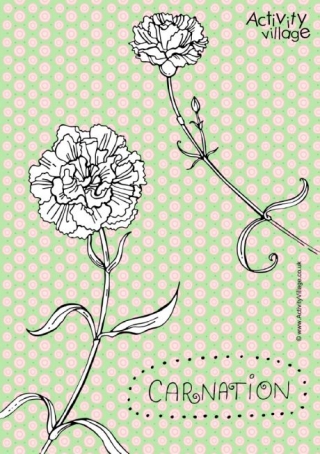 Carnation Colouring Page 2
