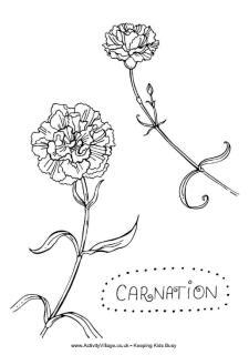 Carnation Colouring Page