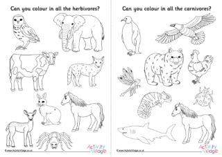 Carnivore herbivore omnivore colouring pages