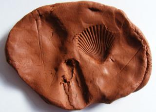 Cast Fossil