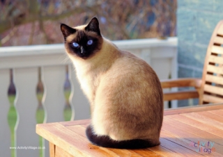 Cat Poster 4