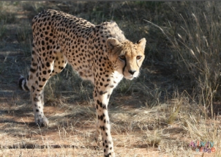 Cheetah Poster 2