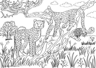 Cheetahs Scene Colouring Page