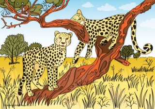 Cheetahs Scene Poster