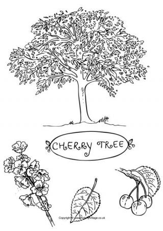 Cherry Tree Colouring Page
