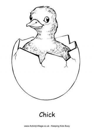 Chick colouring page 2