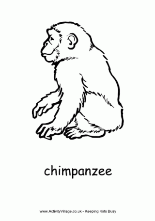 Chimpanzee Colouring Page
