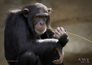 Chimpanzee Poster