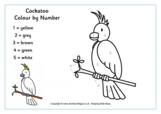 Cockatoo Colour by Numbers