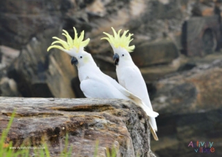 Cockatoo Poster 2