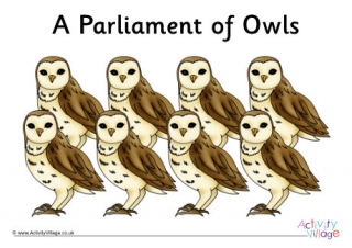 Collective Noun Owls
