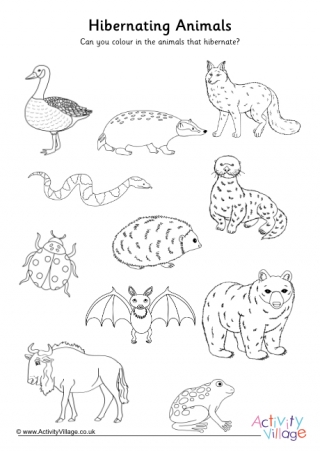 108 Coloring Pages Of Animals That Hibernate  HD