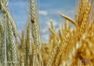 Cornfield Poster