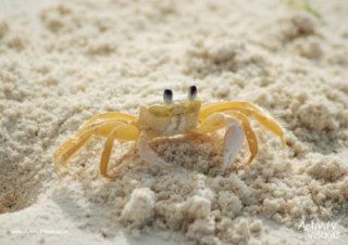 Crab Poster 2