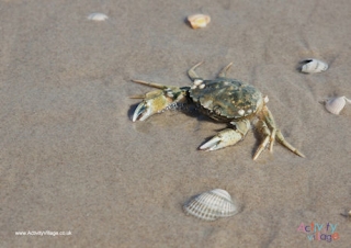 Crab Poster