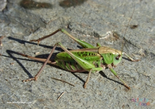 Cricket Poster 2
