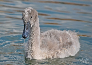 Cygnet Poster