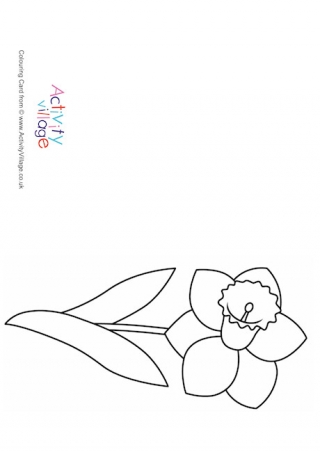 Daffodil Colouring Card