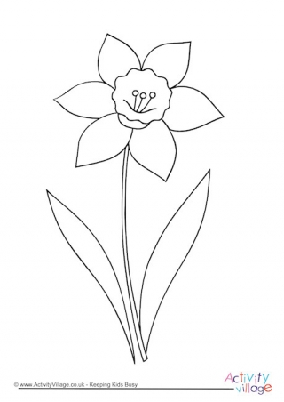 Daffodil Colouring Page 2