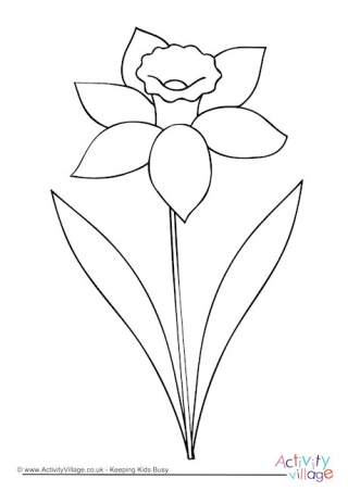 Daffodil Colouring Page 3