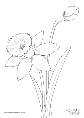 Daffodil Colouring Page 5