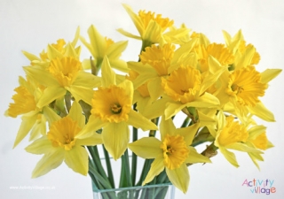 Daffodil Poster 2