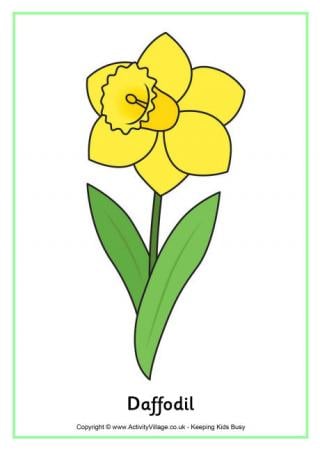 Daffodil poster