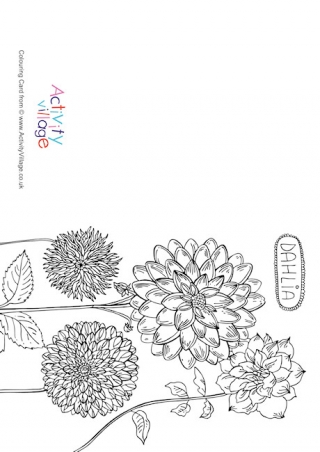 Dahlia Colouring Card