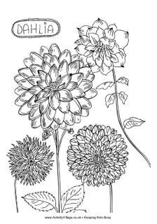 Dahlia Colouring Page