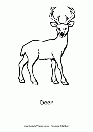 Deer Colouring Page