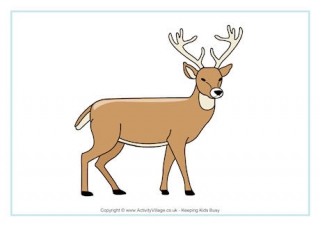 Deer Poster