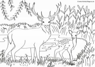 Deer Scene Colouring Page