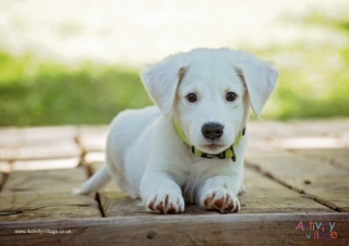 Dog Poster 3