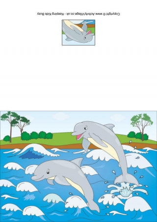 Dolphins Card