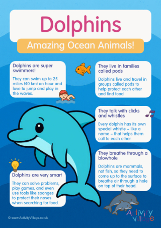 Dolphins Poster