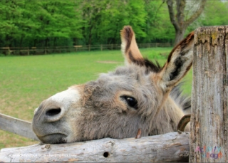 Donkey Poster 2