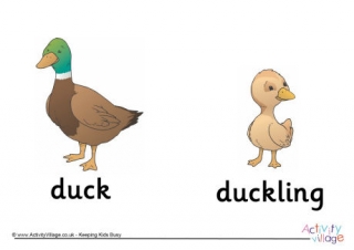Duck and Duckling Poster